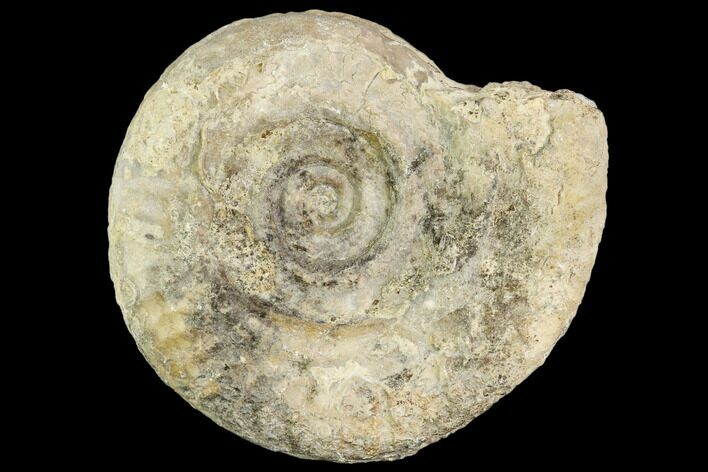 Fossil Ammonite (Hildoceras)- England #110825